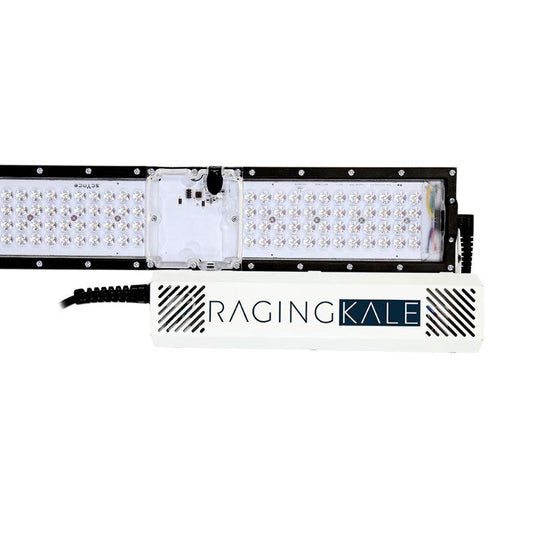 Scynce LED Raging Kale