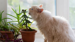 20 houseplants that aren’t safe for pets—and what to get instead